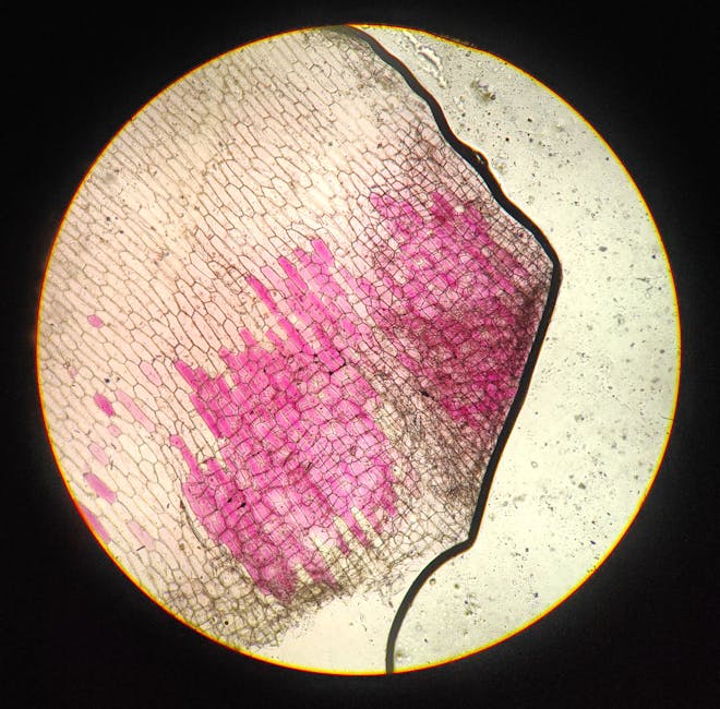 Microscopic bone structure showing porous trabecular architecture