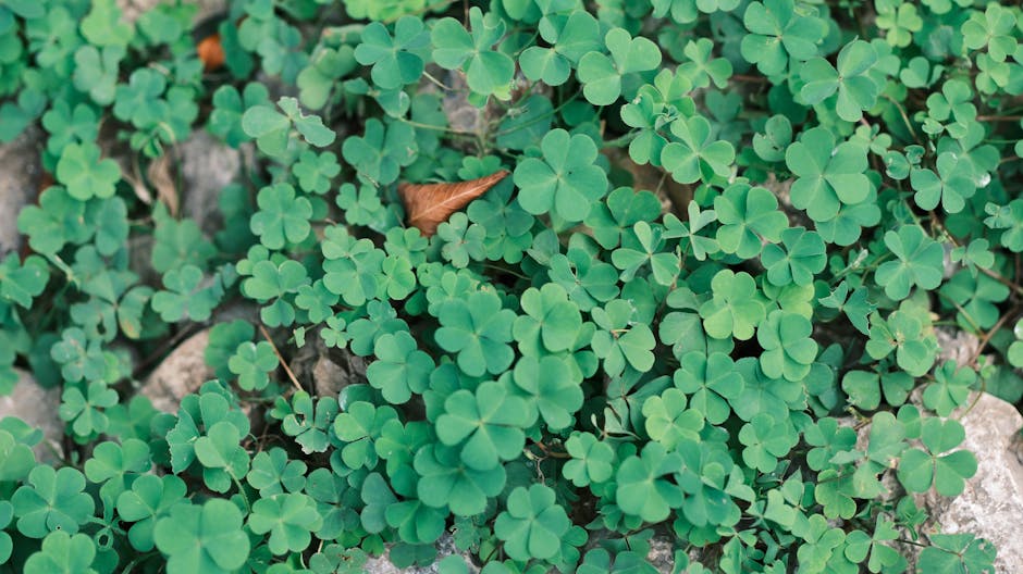 Close-up of a four-leaf clover in grass