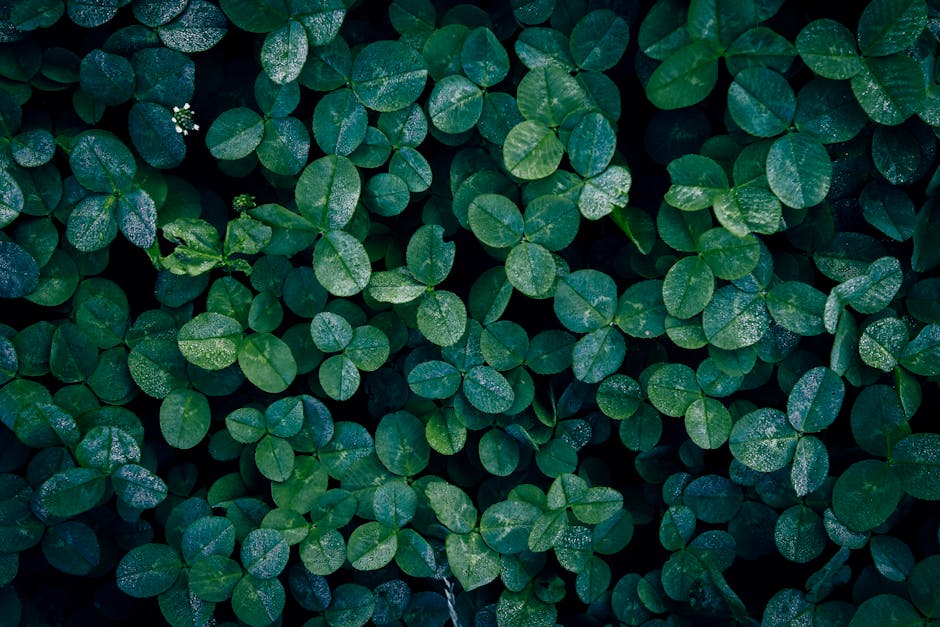 Botanical close-up of clover leaves with visible veins
