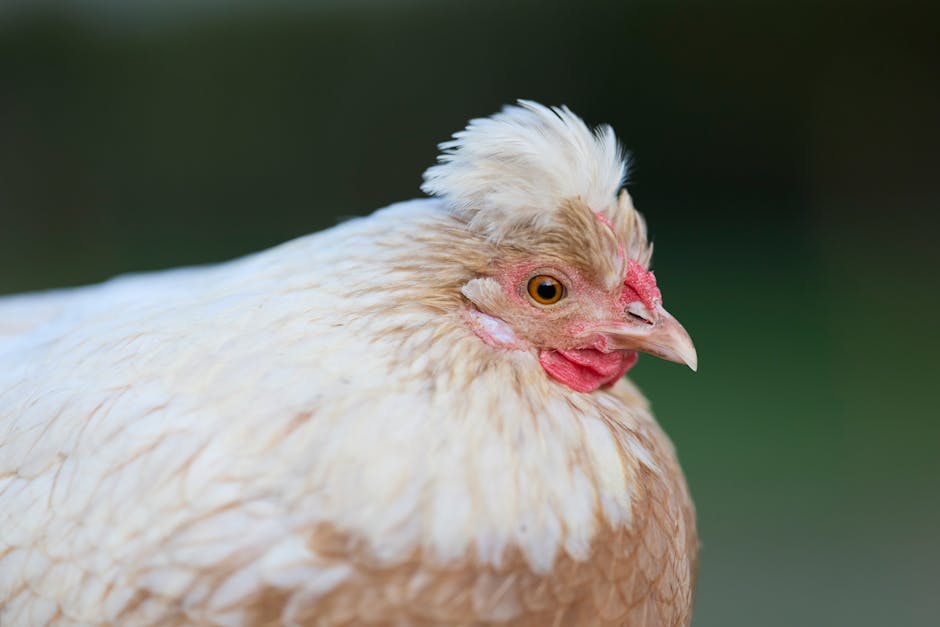 Poule domestique immobile au sol dans une basse-cour