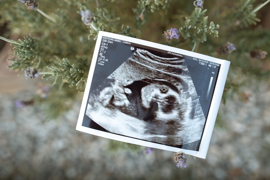 Human embryo development in the womb, medical illustration style