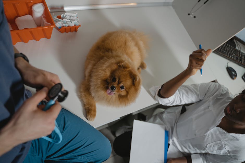 Chien dans une clinique vétérinaire sous surveillance