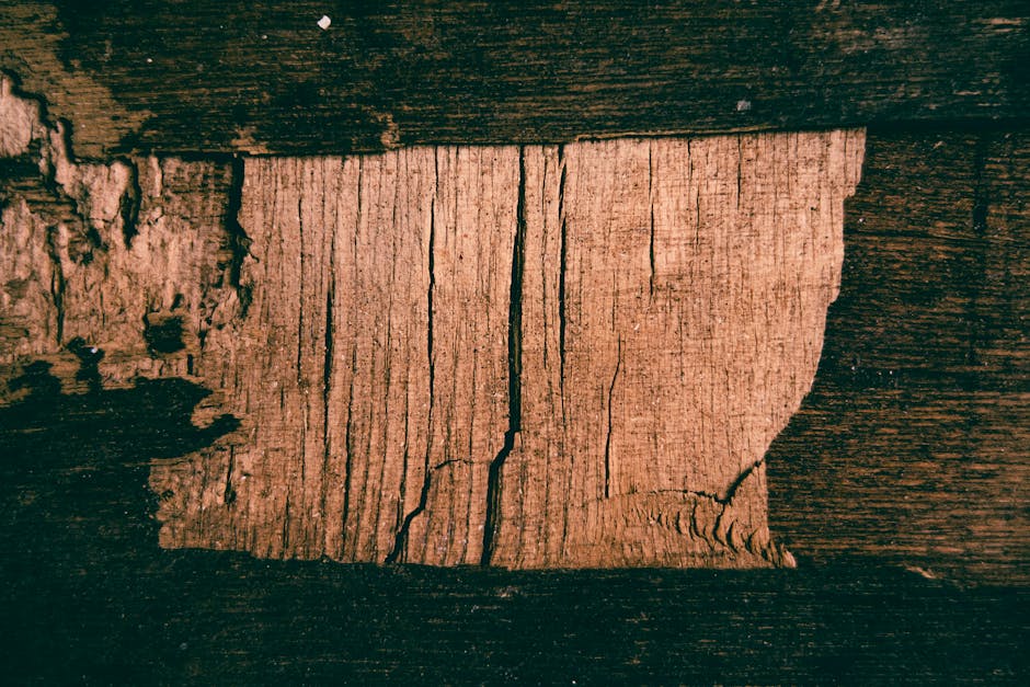 Termites on a wooden beam with visible damage
