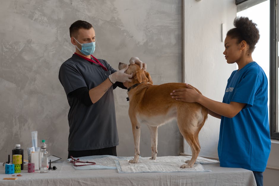Vétérinaire examinant un chien en urgence