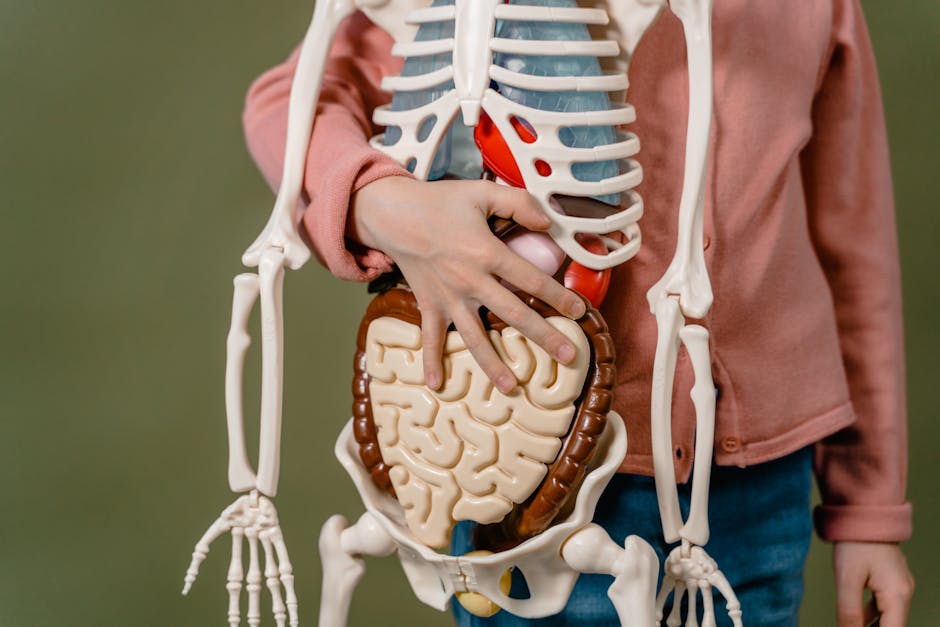 Schéma de la digestion mécanique dans l'estomac