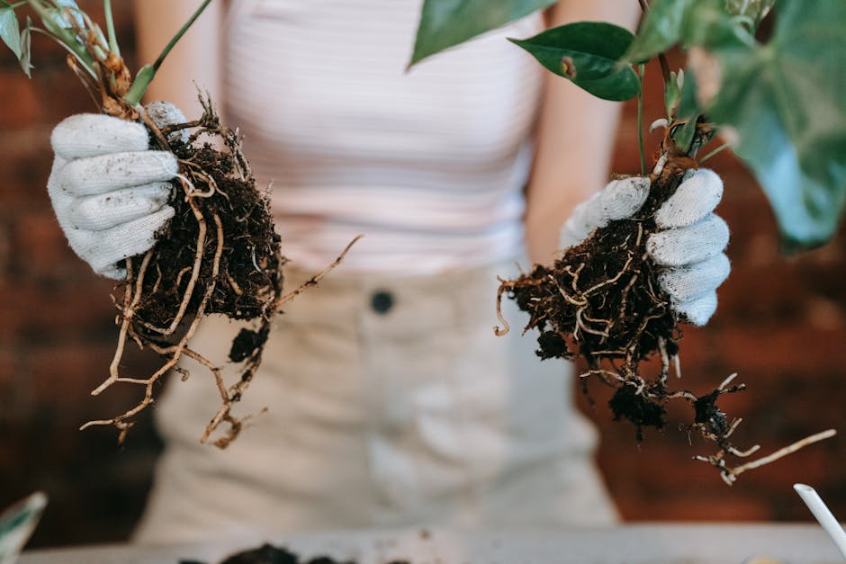 Plante en pot avec racines et terreau visibles