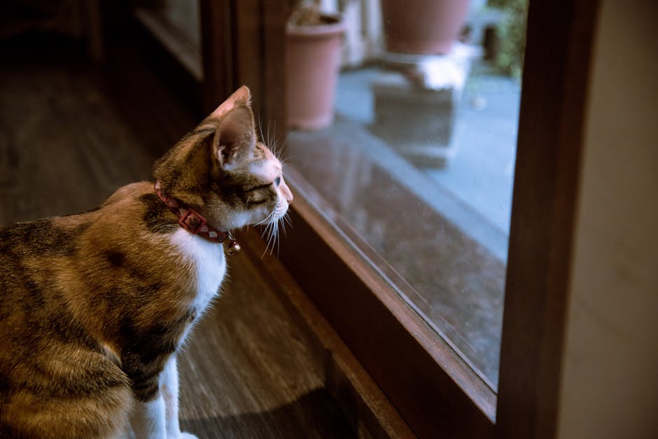 Chat en intérieur réagissant à une vibration du sol