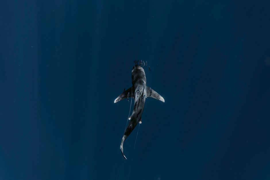 Les requins existent-ils depuis plus longtemps que les arbres ? La réponse cassante est oui : les premières lignées de requins apparaissent entre 450 et 420 millions d’années avant notre époque, alors que les premiers arbres datent plutôt de 380 à 360 millions d’années. Les requins ont donc au moins 50 à 80 millions d’années d’avance sur les arbres terrestres. Stunning aerial shot of a shark gliding through deep ocean waters.