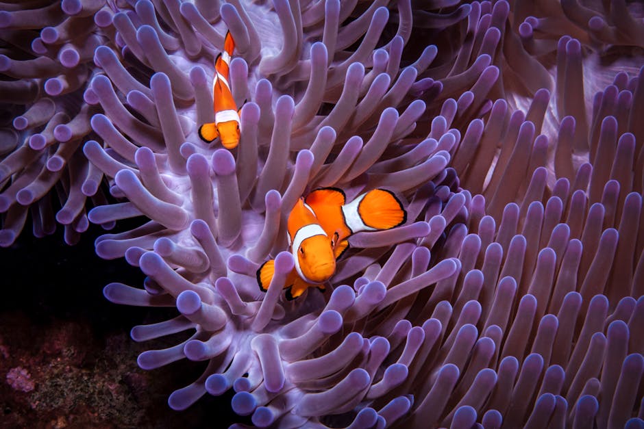 Clownfish eggs attached to a cleaned rock near an anemone