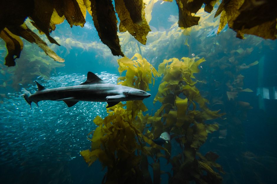 Illustration d’un requin nageant dans une mer préhistorique