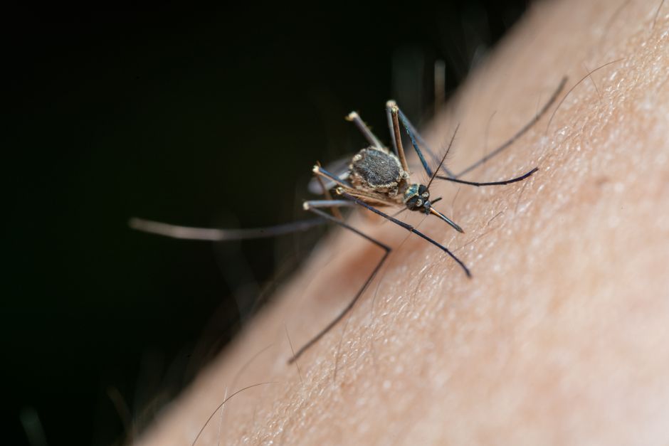 Comparison of tiger mosquito and common mosquito