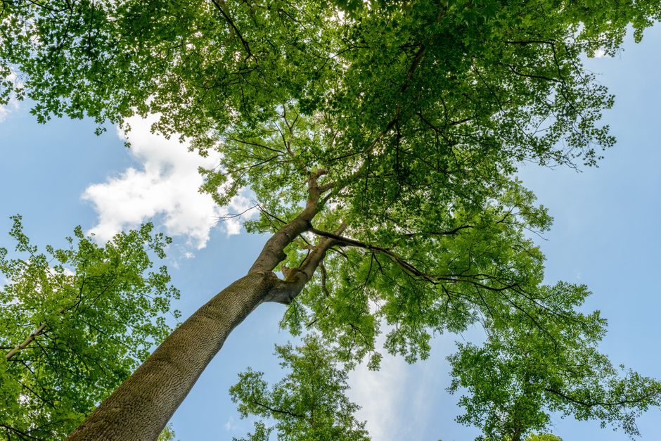 Forest canopy with sunlight filtering through tall trees