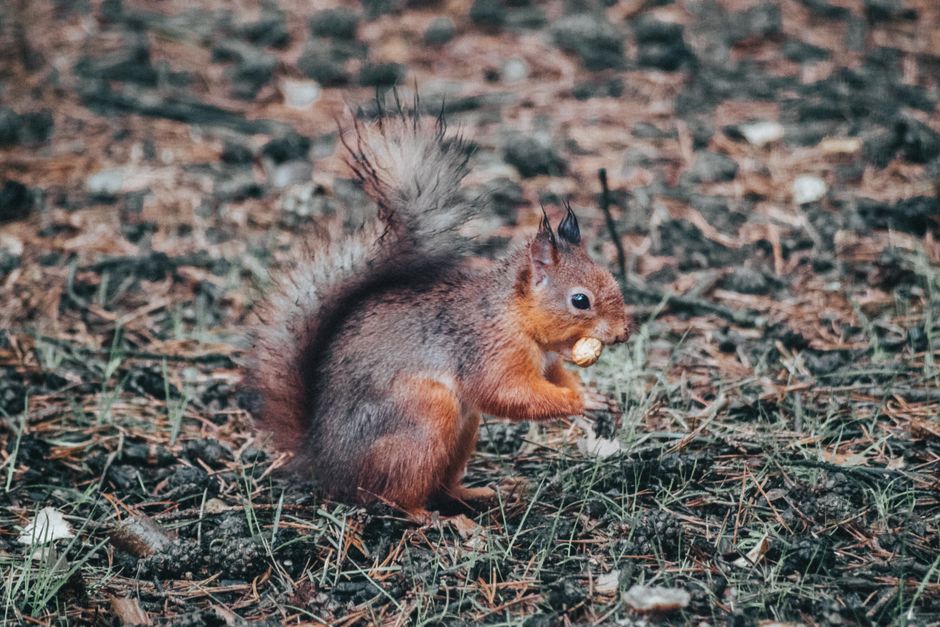 Écureuil roux en forêt près de noisettes enterrées