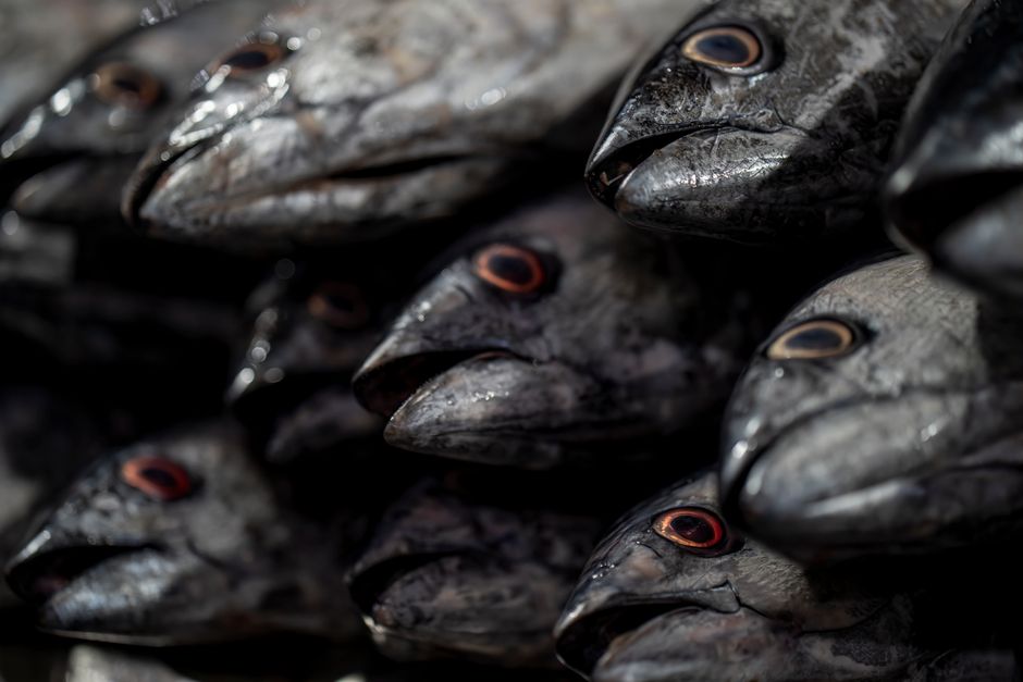Fresh fish market with tuna and swordfish