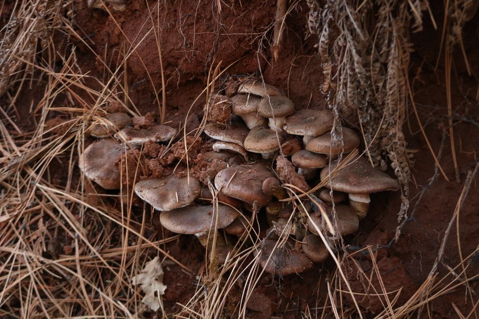Forest floor with roots and mushrooms showing underground network