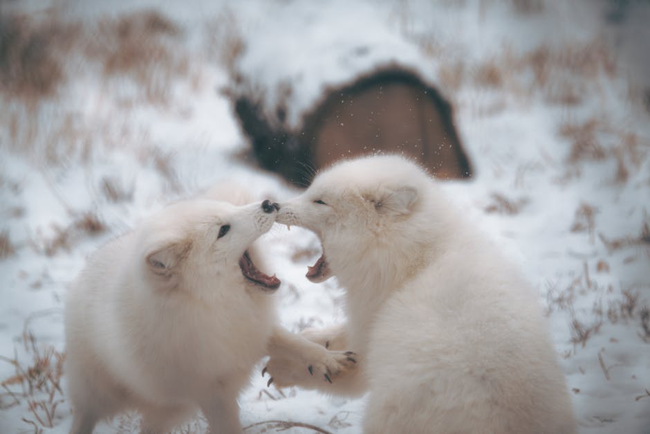 Les Esquimaux ont-ils vraiment 50 mots pour désigner la neige ? Déconstruction d’un mythe tenace Two arctic foxes playfully interacting in a snowy winter scene.