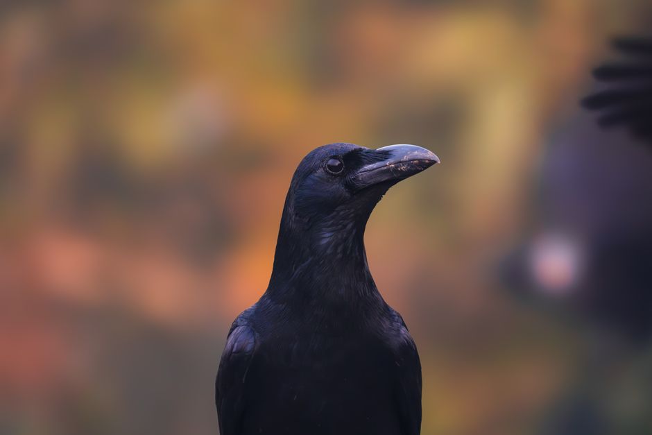 Qu’est-ce que cela change pour nos relations avec les corbeaux (et ce que cela ne change pas) - Les corbeaux se souviennent-i