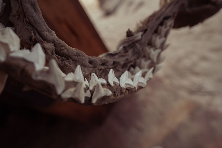 Fossile de dent de requin ancien sur roche