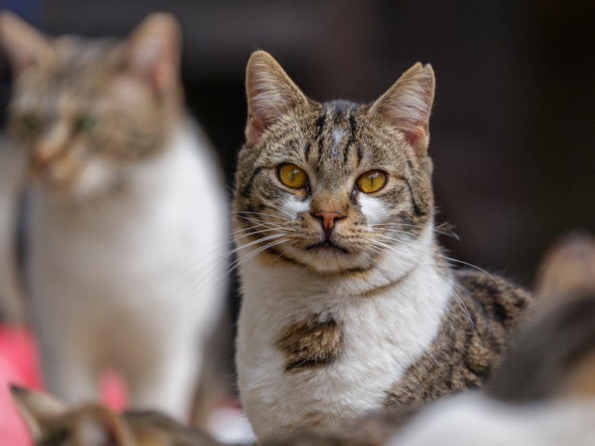 Chat domestique attentif dans un café japonais avant une secousse
