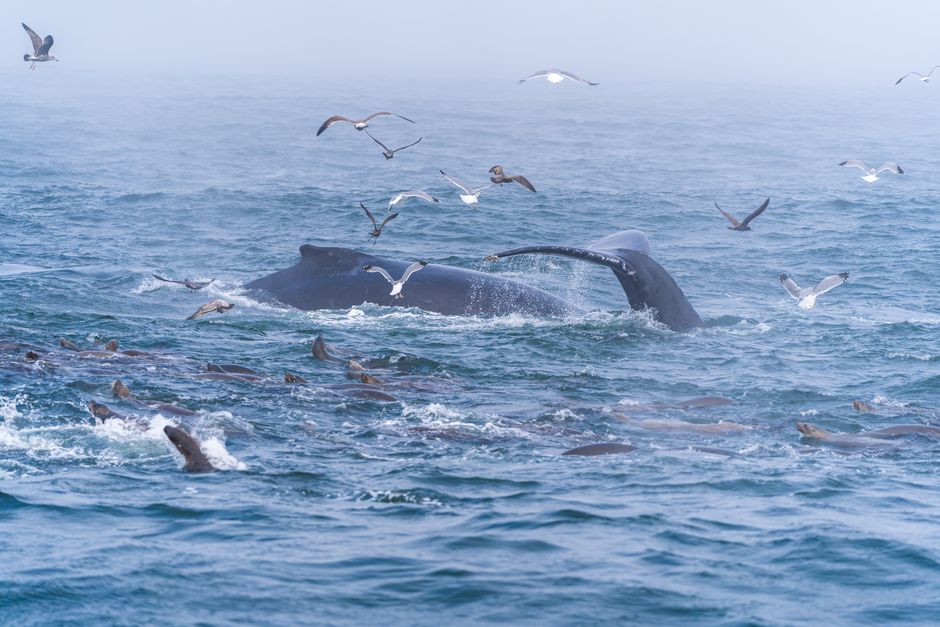 A stranded whale on a beach with a dramatic swollen carcass