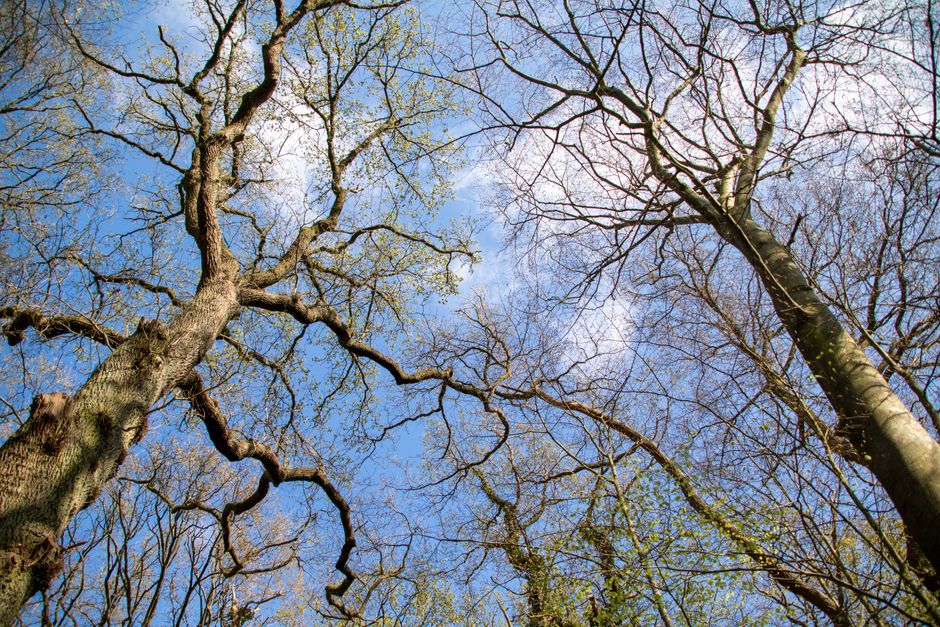 Les arbres communiquent-ils vraiment entre eux ? Ce que disent les données, au-delà du mythe du “Wood Wide Web” Captivating view of tree tops reaching towards the blue sky in Hamburg's forest.