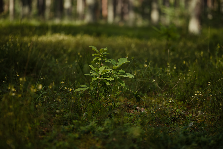 Jeune chêne poussant dans une forêt grâce à une graine oubliée