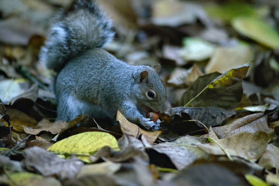 Écureuil cachant des noix dans la forêt avec repères visuels