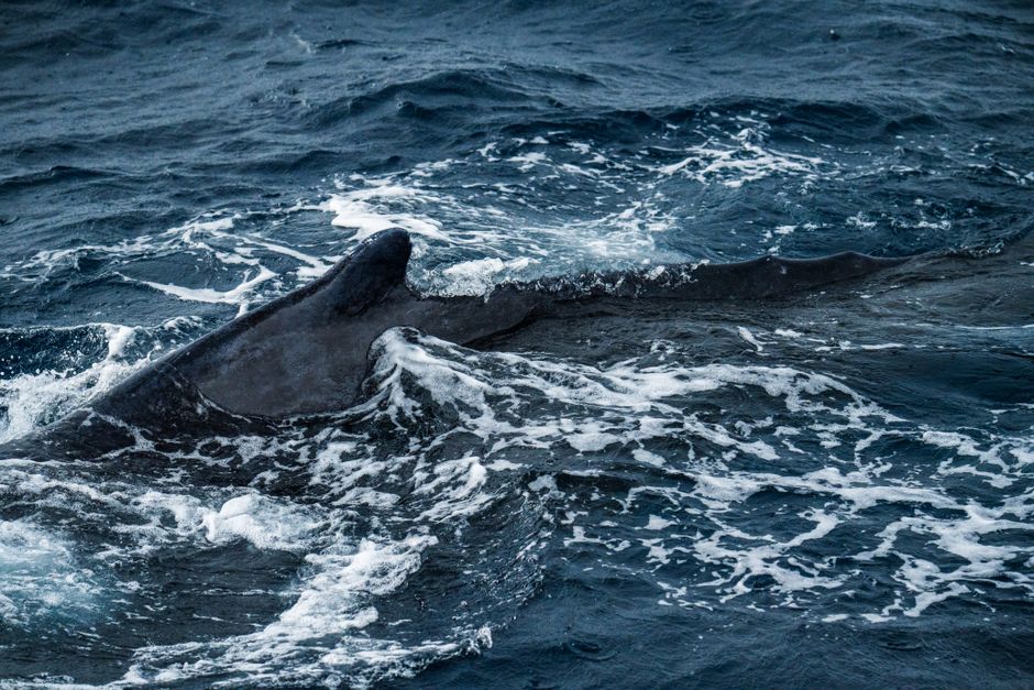 Close-up of whale anatomy or marine mammal decomposition concept