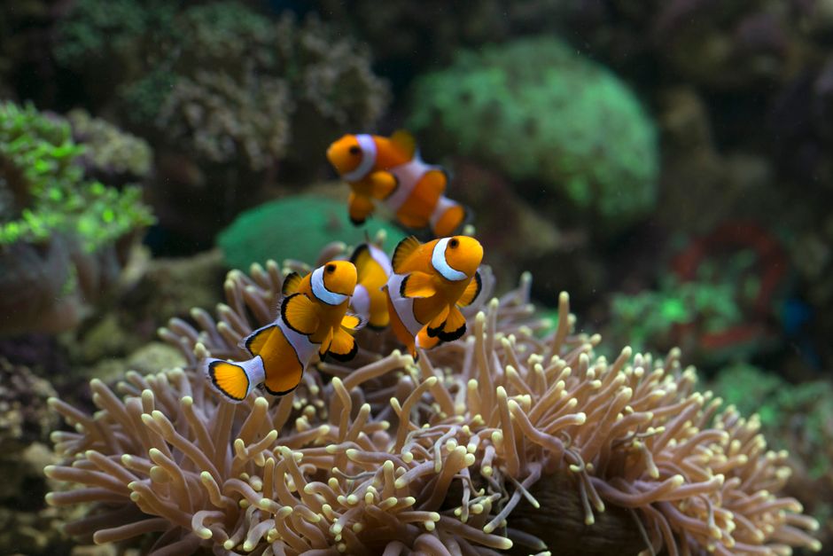 A clownfish pair defending their territory in a coral reef aquarium