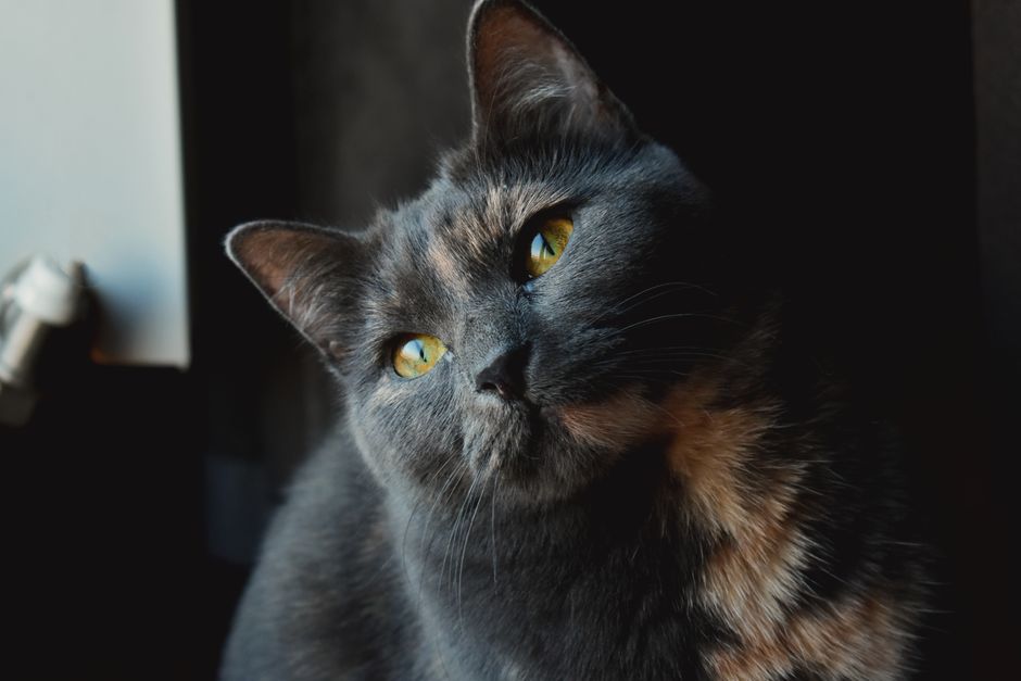 Chat domestique observant calmement son environnement intérieur