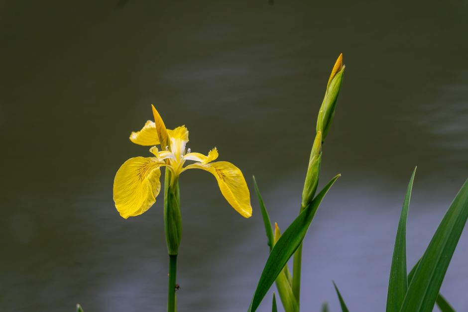 Einstein en échec en maths à l’école : démêler le mythe de la réalité Close-up of a yellow iris flower blooming by a pond, capturing nature's vivid beauty.