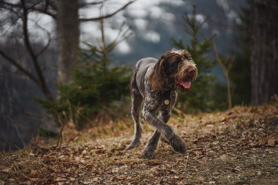 Les diamants sont-ils vraiment éternels ? Histoire, physique et marketing d’un mythe A German Wirehaired Pointer walking on a forest trail in autumn
