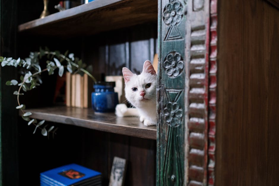 Chat caché sous un meuble pendant une secousse