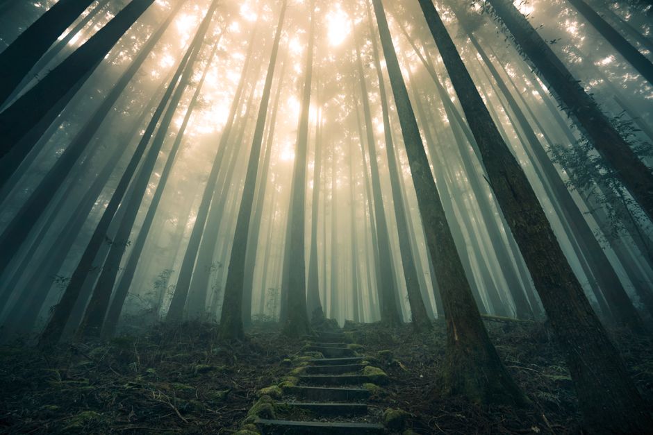 Vue d’une forêt ancienne avec grands troncs et lumière filtrée