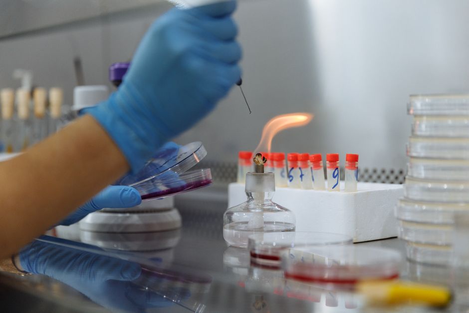 Laboratory petri dishes and microbiology testing setup