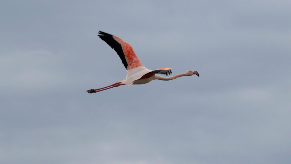 Observer les oiseaux en Camargue : itinéraires, saisons et conseils pour réussir sa visite