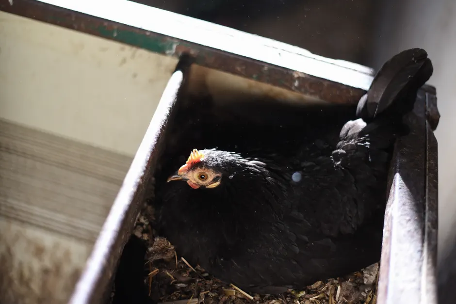 Les poules pondent-elles un œuf par jour? Le verdict du poulailler A black hen resting in a wooden nesting box inside a barn.