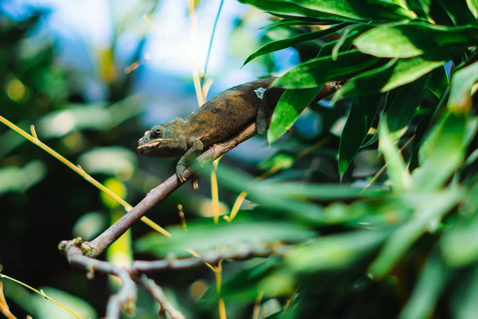 Les caméléons changent-ils de couleur pour se camoufler? Le mythe à l’épreuve des faits A chameleon perched on a tree branch surrounded by dense green foliage, showcasing its natural habitat.