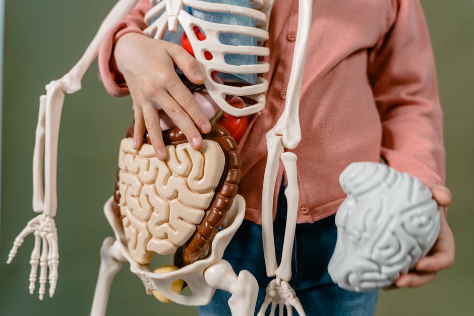 Peut-on vraiment transformer la graisse en muscle? A child interacts with a detailed anatomical skeleton model, showcasing the brain and digestive system.