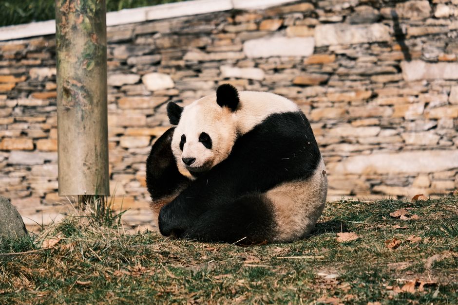 A cute giant panda sitting outdoors against a stone wall backdrop at a zoo.