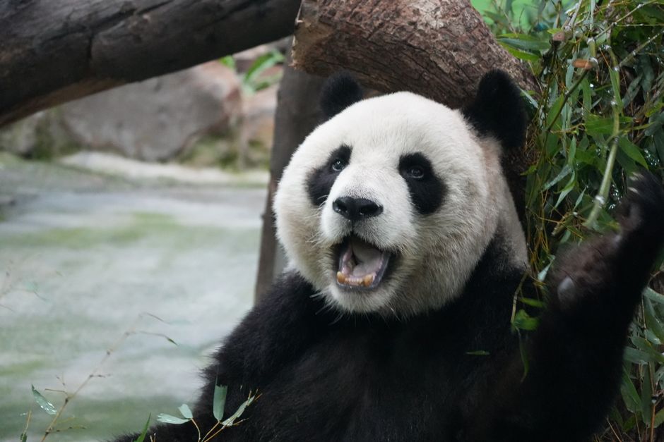 A giant panda joyfully eating bamboo in a lush, green environment, showcasing its playful nature.