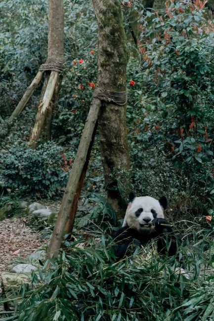 A giant panda sits peacefully among bamboo and natural foliage, showcasing wildlife in its natural habitat.