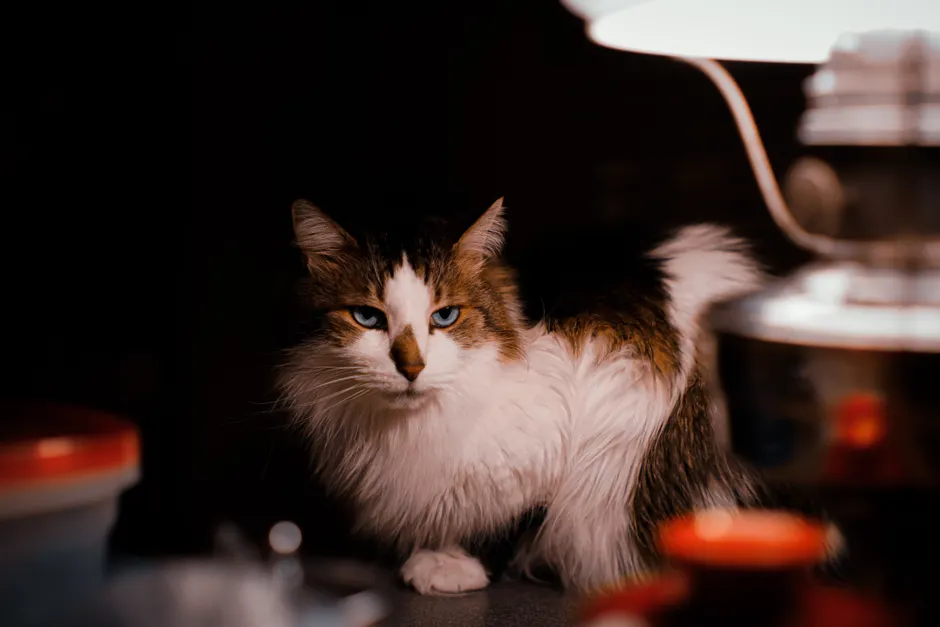 Les chats peuvent-ils vraiment voir dans le noir complet? A white and brown cat with blue eyes sits under an antique lamp in a dimly lit room.