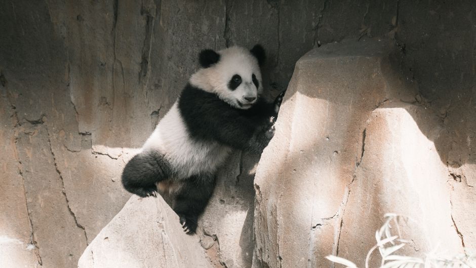 A young giant panda cub playfully climbs on a rocky terrain in its enclosure.