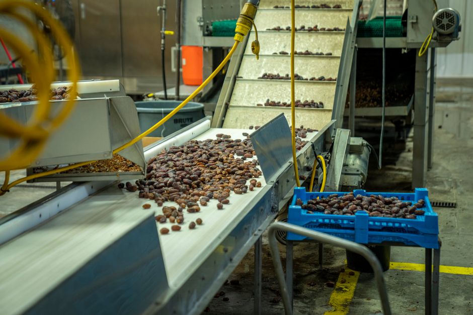 Peut-on vraiment manger un aliment après sa date de péremption? An industrial conveyor sorting dates in a food processing factory.