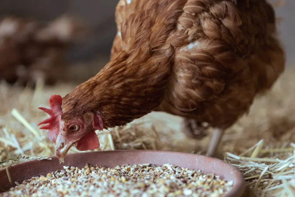 Brown hen pecking at feed in a rural chicken coop environment.