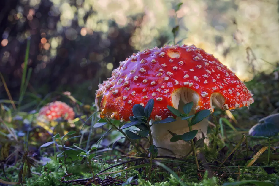 Le renne du Père Noël vient-il des champignons? Captivating close-up of a vibrant red fly agaric mushroom (Amanita muscaria) in a forest setting.