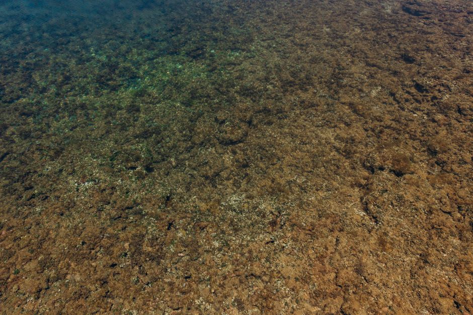Les éponges de mer sont-elles vraiment des animaux? Clear view of textured rocky underwater surface with natural colors.