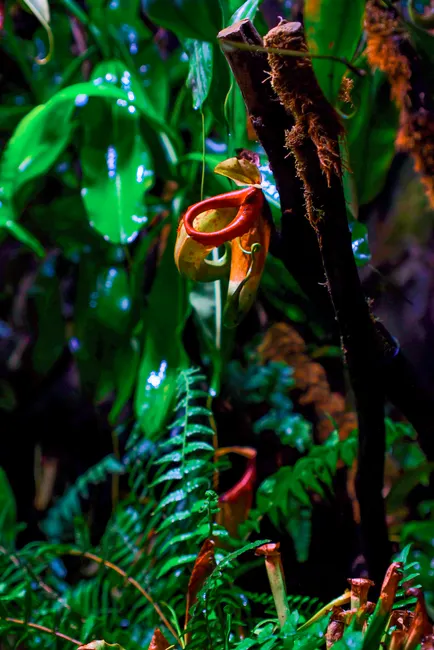 Close-up of a colorful pitcher plant amidst lush jungle foliage.