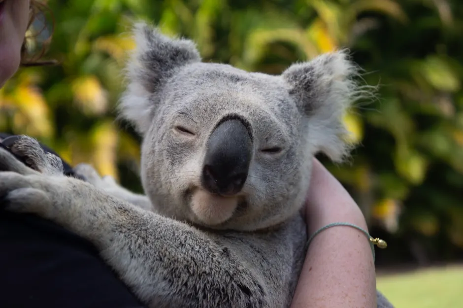 Les empreintes digitales des koalas ressemblent-elles vraiment à celles des humains? Close-up of a cuddly koala peacefully resting in human arms. Captures the essence of koala charm.